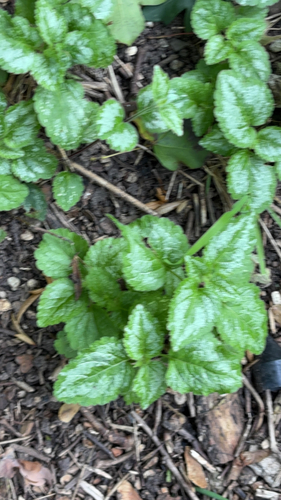 yellow archangel