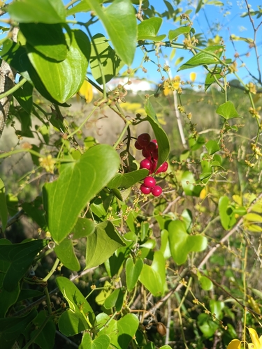 Rough Bindweed