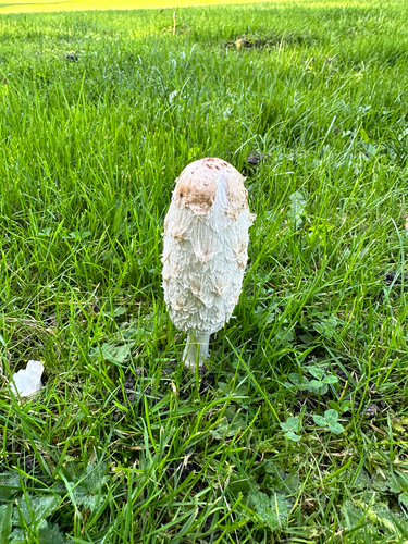 Shaggy Mane