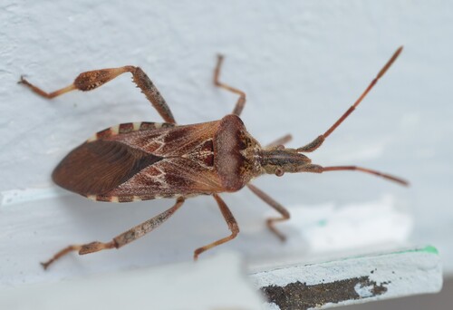 Western Conifer Seed Bug