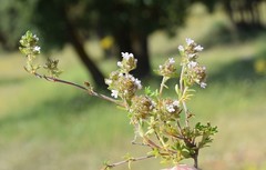 Thymus lacaitae