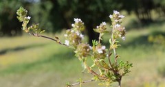 Thymus lacaitae