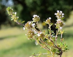 Thymus lacaitae
