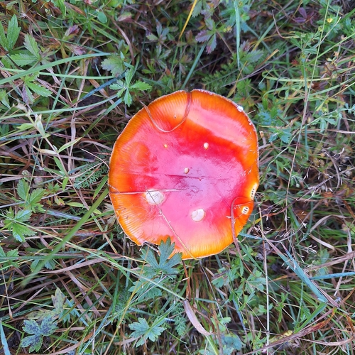 Fly Agaric