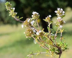 Thymus lacaitae
