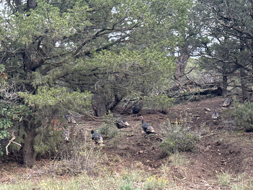 Wild Turkey