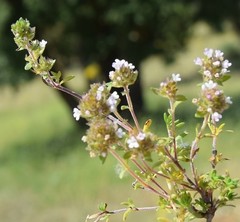 Thymus lacaitae