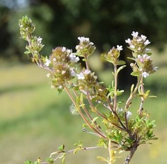 Thymus lacaitae