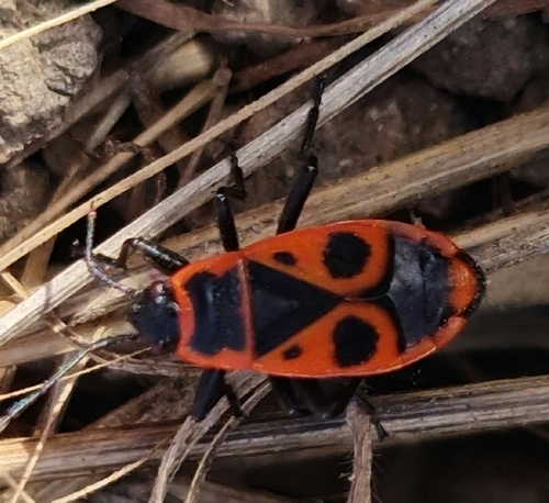 European Firebug