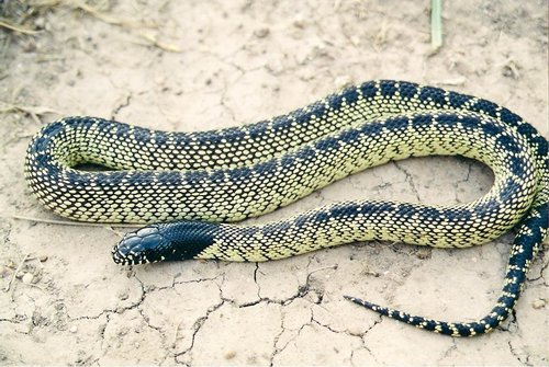 Desert Kingsnake