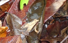 Physalaemus cuvieri