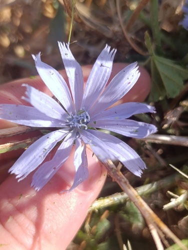 chicory