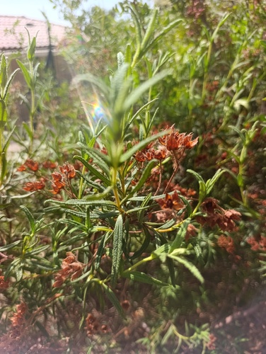 Montpellier Cistus