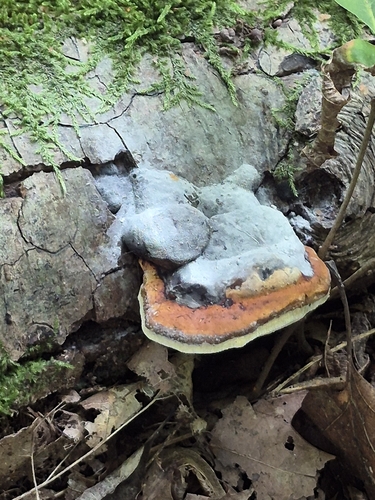 Red-banded Polypore
