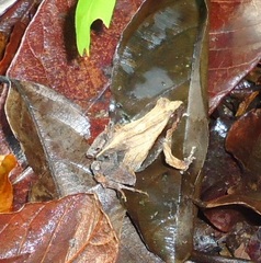 Physalaemus cuvieri