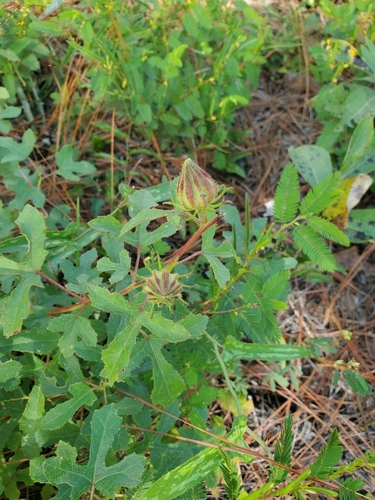 Pineland Hibiscus