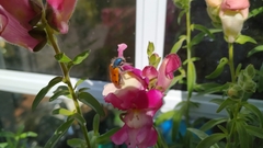 Trichodes octopunctatus