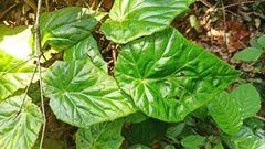 Begonia convolvulacea