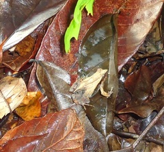 Physalaemus cuvieri
