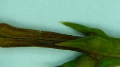 Diaporthe juniperivora