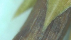 Diaporthe juniperivora