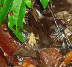Physalaemus cuvieri