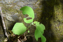 Hydrangea cinerea
