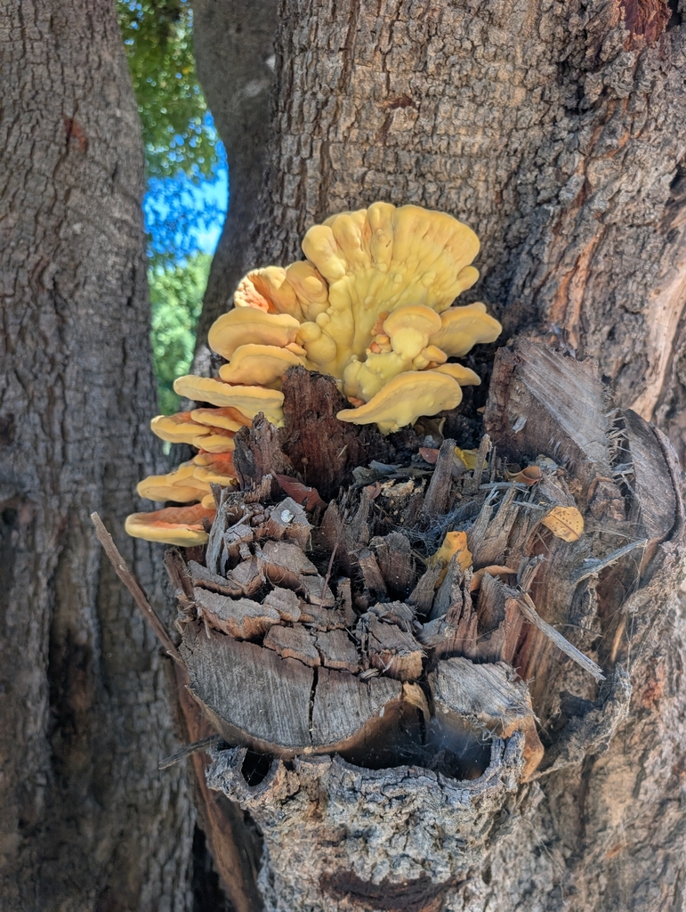 Western Hardwood Sulphur Shelf · September 2026 · photo: Photo: (c) Aaron Kreisberg, some rights reserved (CC BY) · iNaturalist