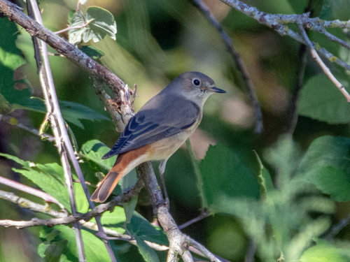 Common Redstart