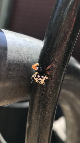 Christmas Jewel Spider