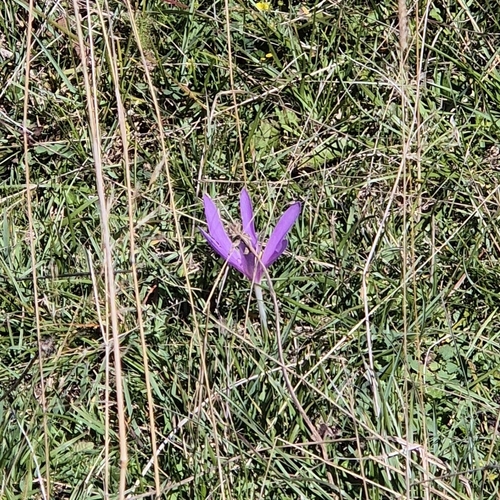 Autumn Crocus