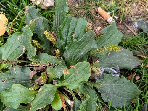 greater plantain