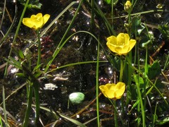 Ranunculus flabellaris