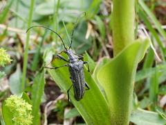 Oxymirus cursor