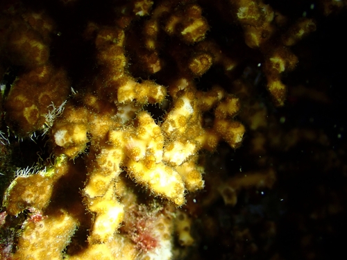 Madracis observed 2026-09-27