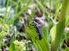 Oxymirus cursor