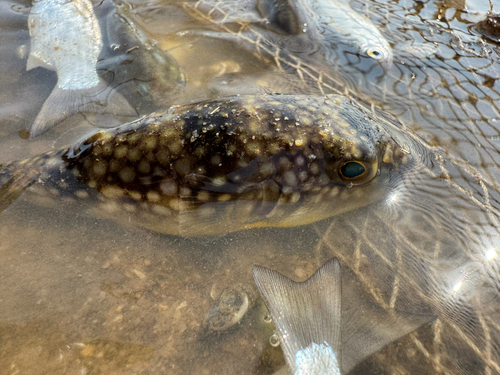 Chelonodon patoca observed 2026-09-27