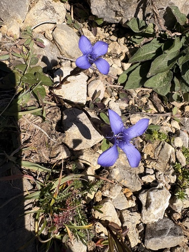 Fringe-flowered Gentian
