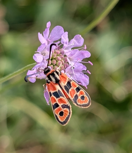 Chalk Burnet