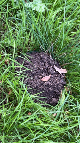 European Mole