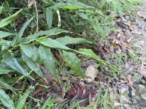 Ichnanthus pallens observed 2026-09-27