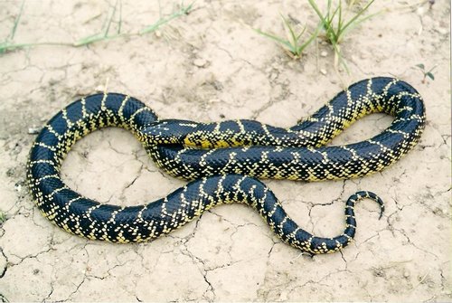 Desert Kingsnake