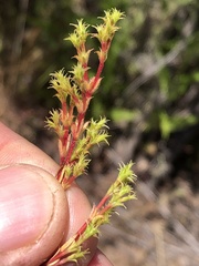 Lastarriaea coriacea