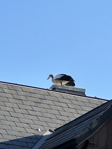 Egyptian Goose