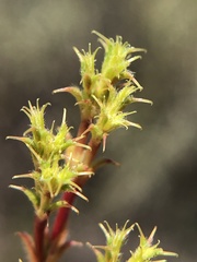 Lastarriaea coriacea