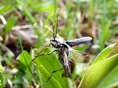 Oxymirus cursor