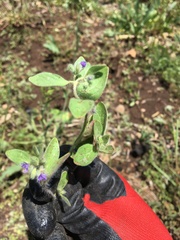 Trichostema oblongum