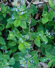 Brunnera macrophylla