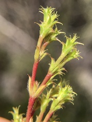 Lastarriaea coriacea