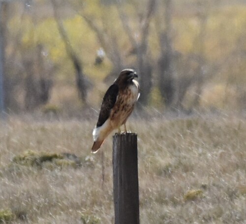 Red-tailed Hawk